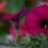Morningglory629